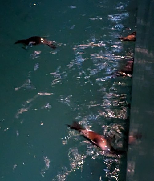 Sea lions off the side of the boat