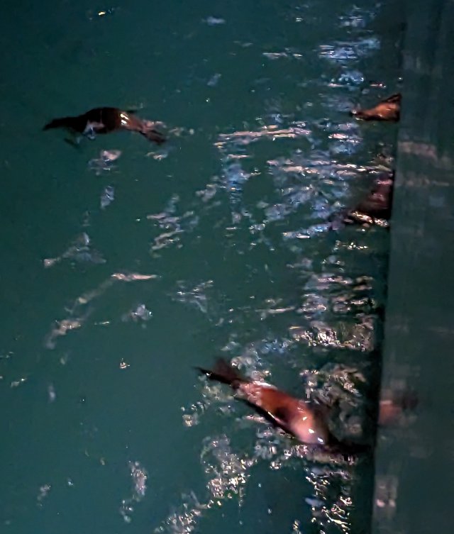 Sea lions off the side of the boat