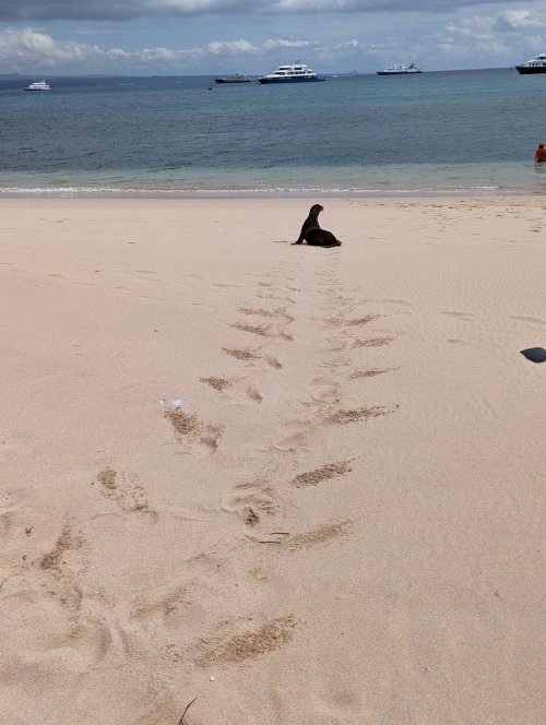 Follow the path, sea lion edition
