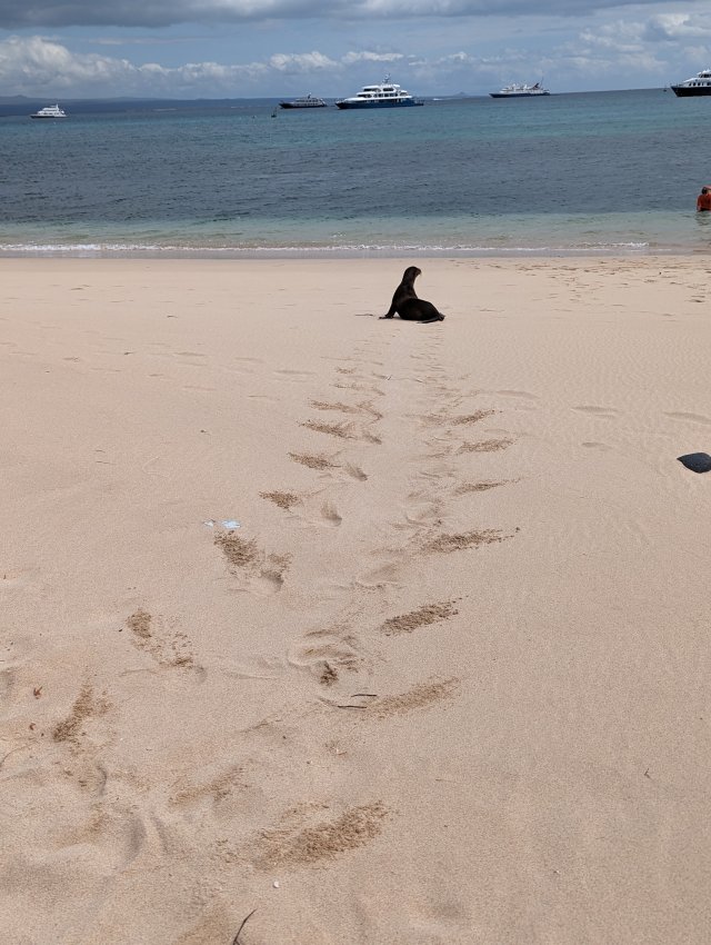 Follow the path, sea lion edition