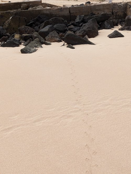 Follow the path, iguana edition