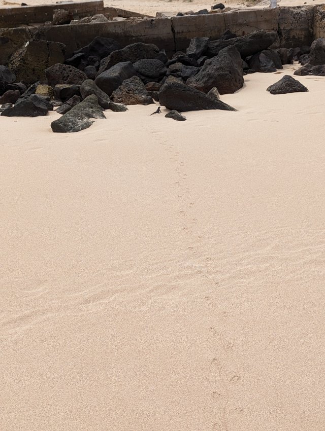 Follow the path, iguana edition