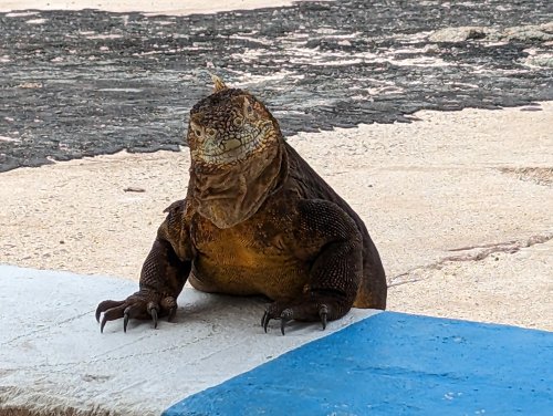 Quizzical land iguana