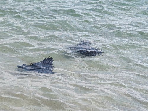 Rays on the beach