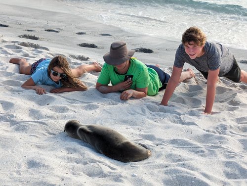 Baby sea lion