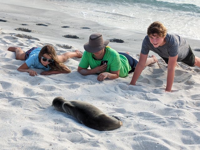 Baby sea lion