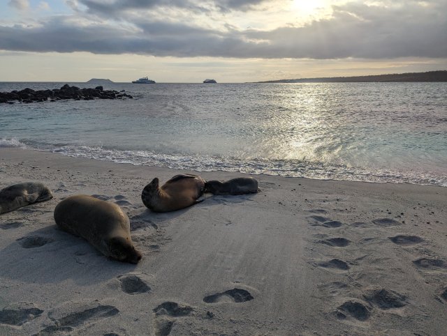 Sea lion sunset