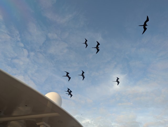 Frigate birds overhead