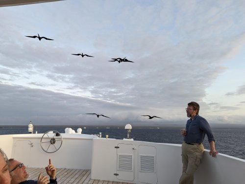 Frigate birds and whiskey