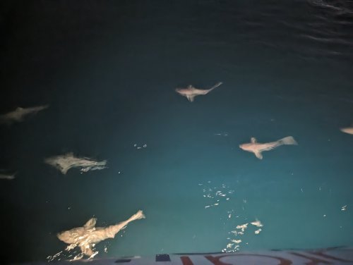 Sharks and flying fish overnight
