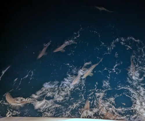 LOTS of sharks