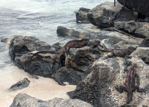 Christmas Iguanas