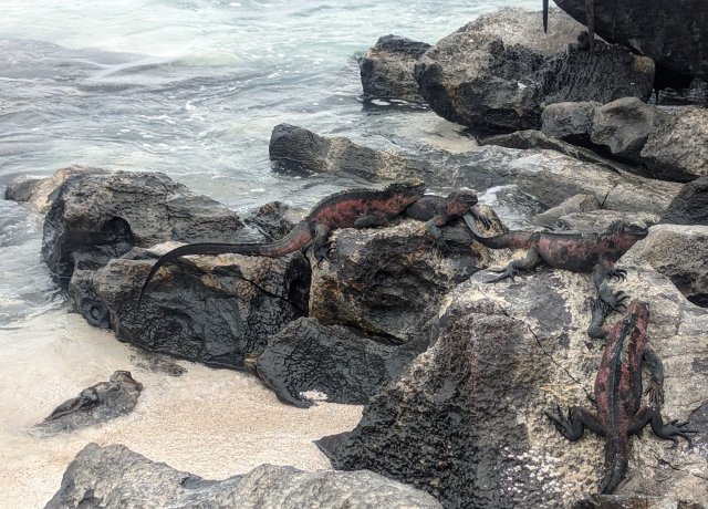 Christmas Iguanas