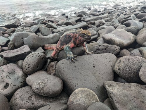 Christmas iguana