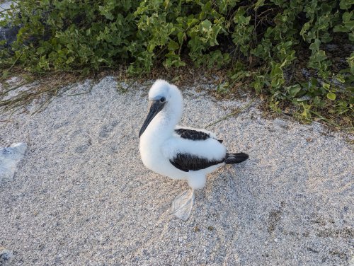 Baby booby