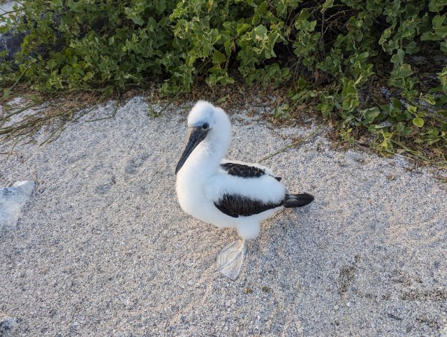 Baby booby