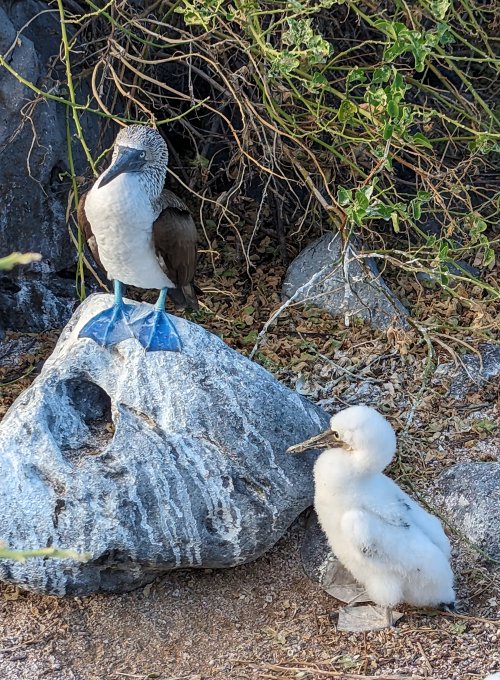 Booby and baby