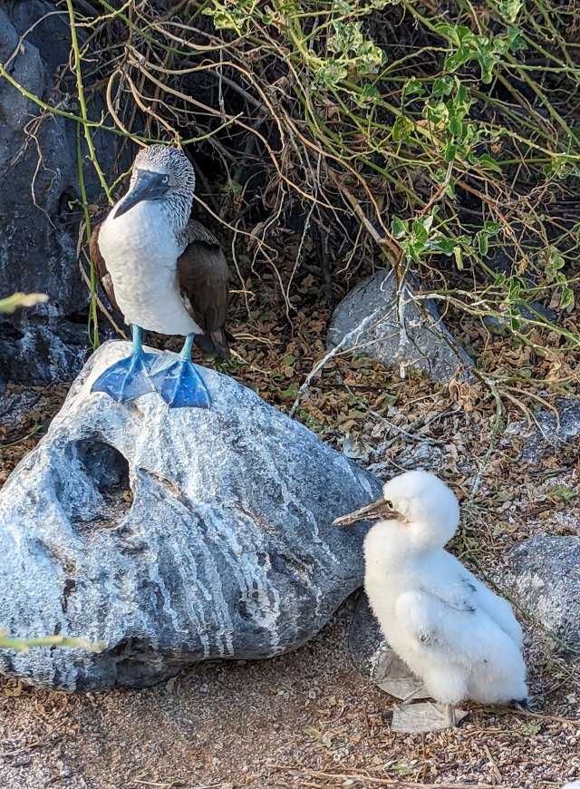 Booby and baby