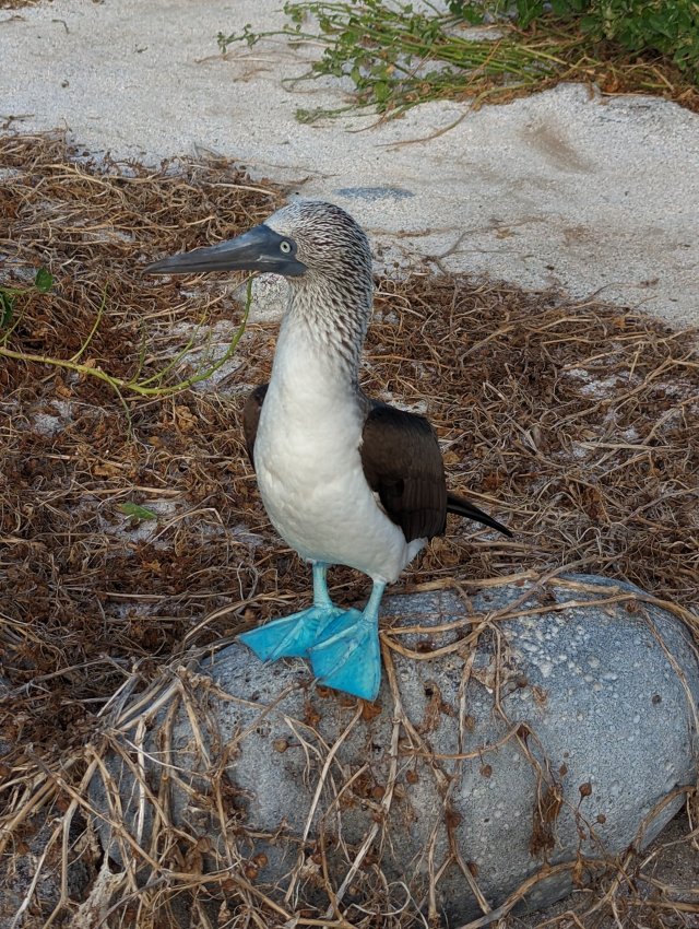 Booby posing