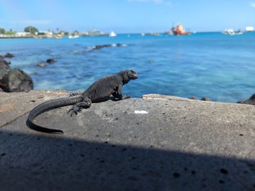 One last iguana for the road